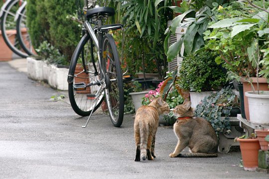 街のねこたち