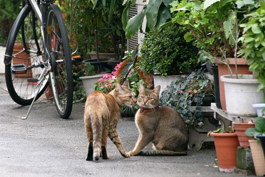 街のねこたち