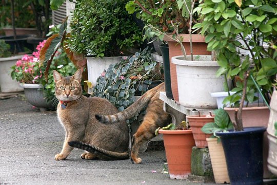 街のねこたち