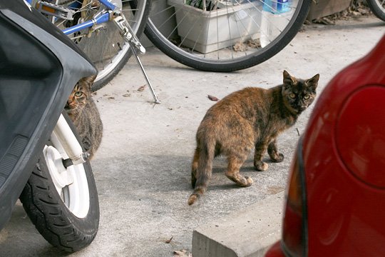 街のねこたち