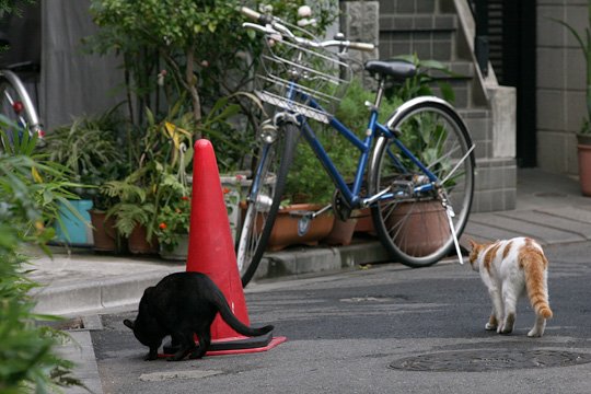 街のねこたち