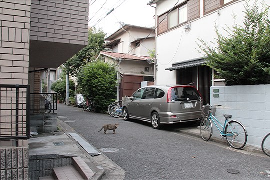 街のねこたち