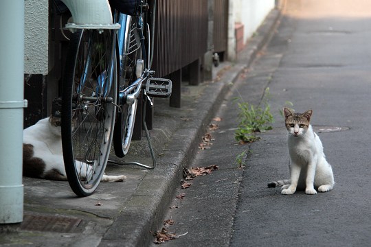 街のねこたち