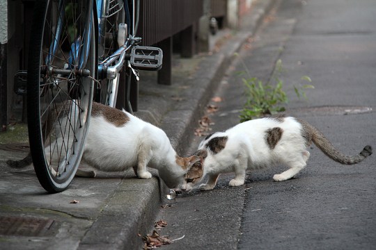 街のねこたち