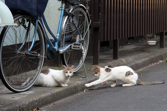 街のねこたち