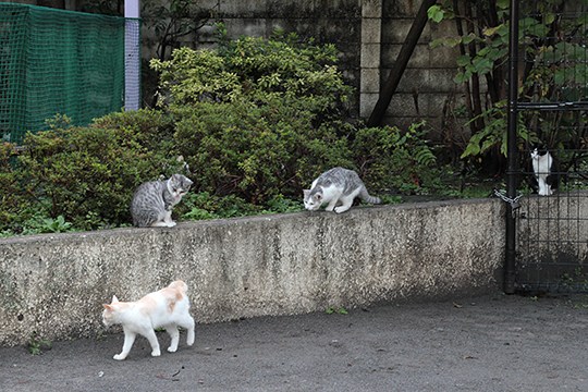 街のねこたち