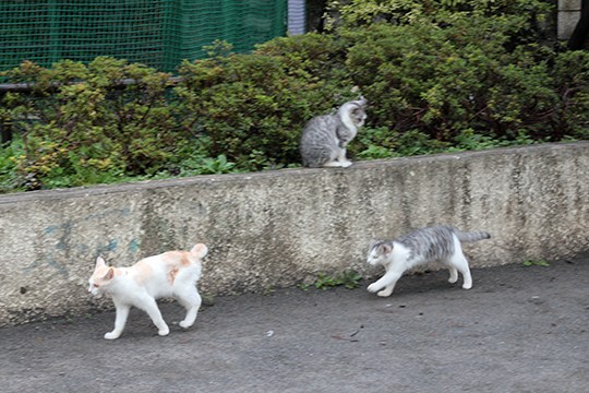 街のねこたち