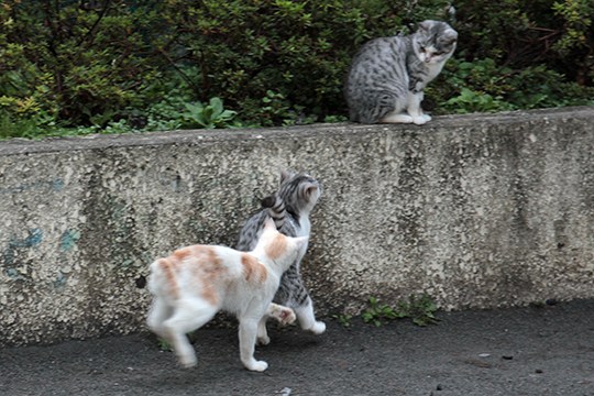 街のねこたち