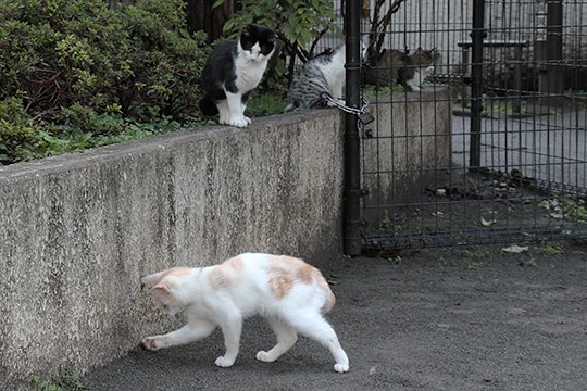 街のねこたち