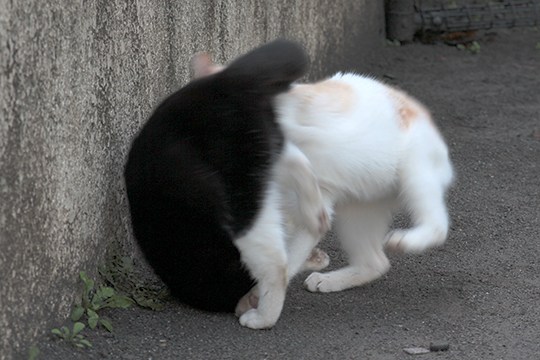 街のねこたち