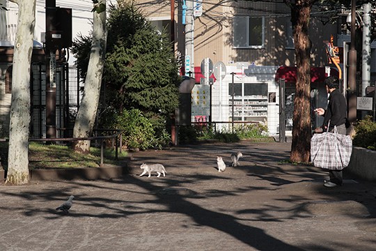 街のねこたち