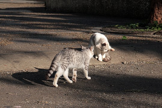 街のねこたち