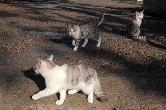 街のねこたち
