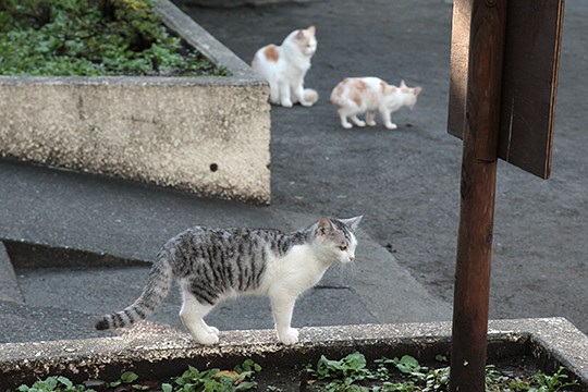 街のねこたち