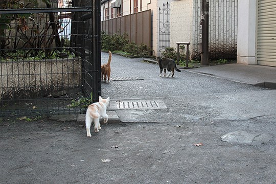 街のねこたち