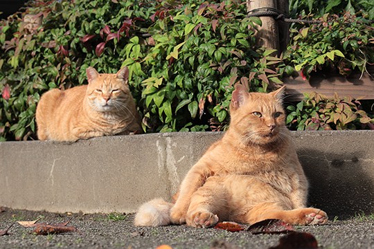 街のねこたち