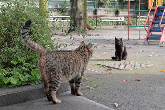 街のねこたち