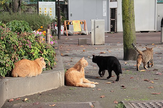 街のねこたち