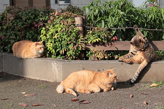 街のねこたち
