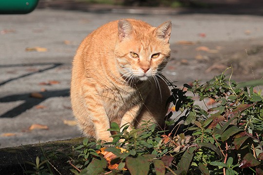 街のねこたち