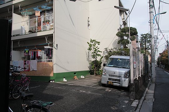 街のねこたち