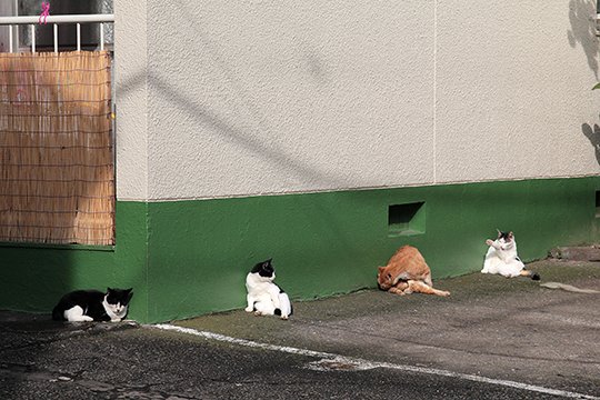 街のねこたち