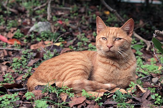 街のねこたち
