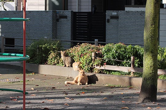 街のねこたち