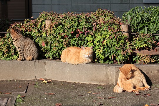 街のねこたち