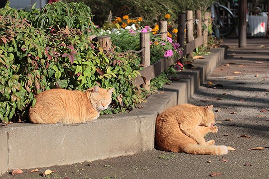 街のねこたち
