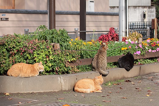 街のねこたち