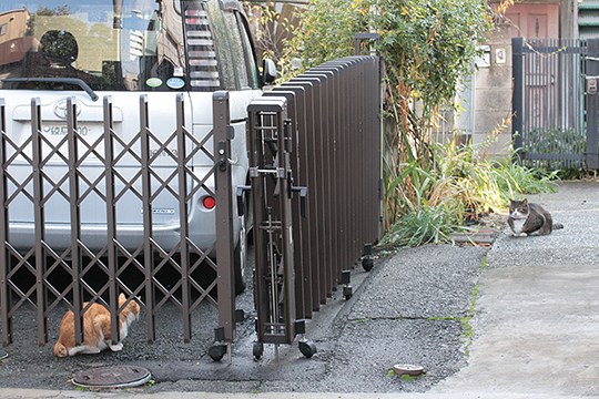 街のねこたち