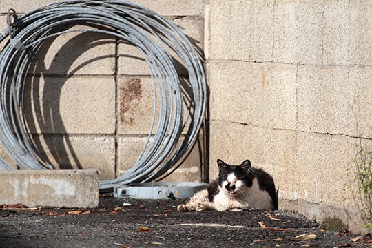 街のねこたち