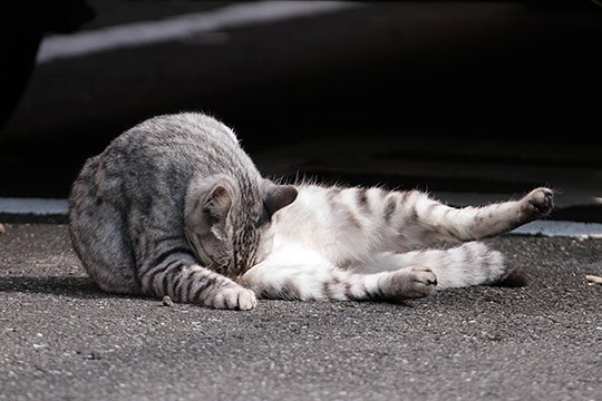 街のねこたち
