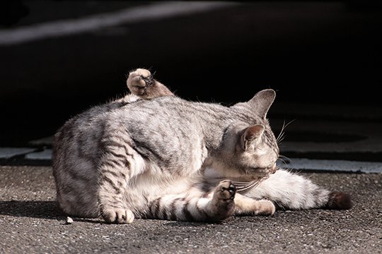 街のねこたち
