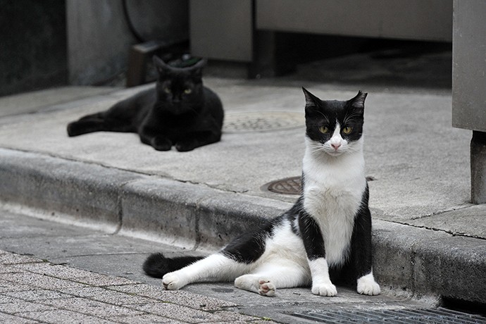 街のねこたち