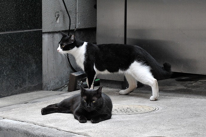 街のねこたち