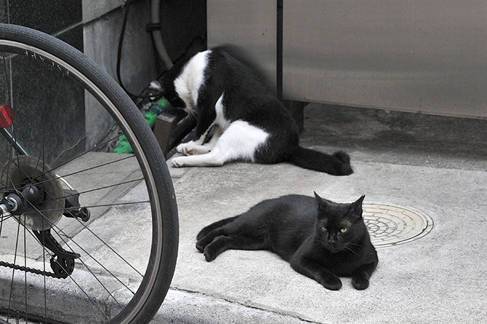 街のねこたち
