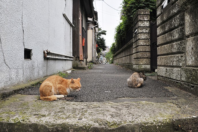 街のねこたち