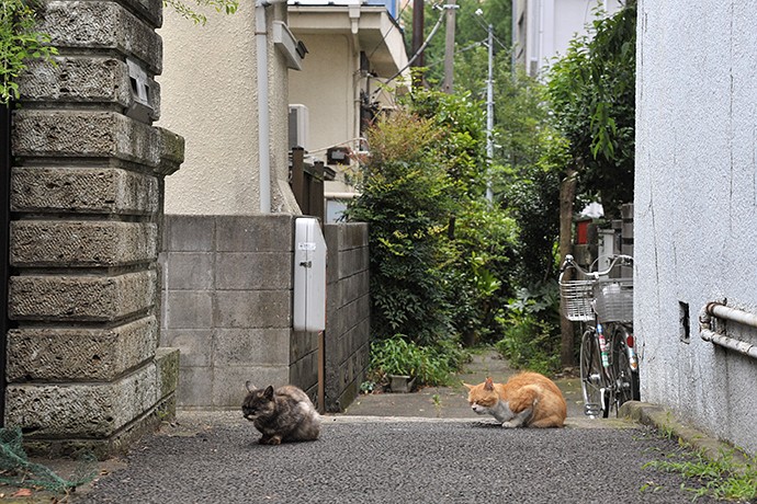 街のねこたち