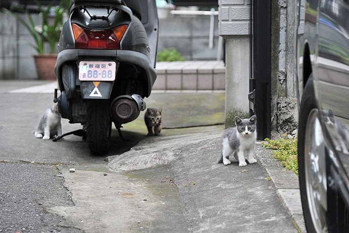 街のねこたち