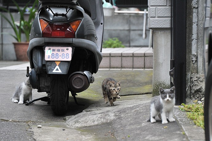 街のねこたち