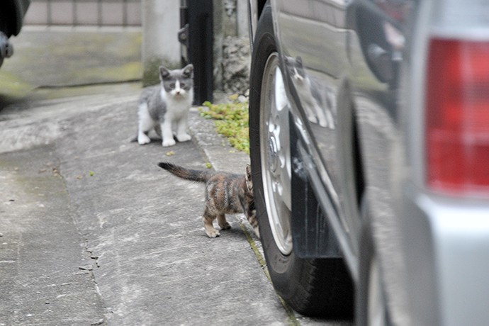 街のねこたち