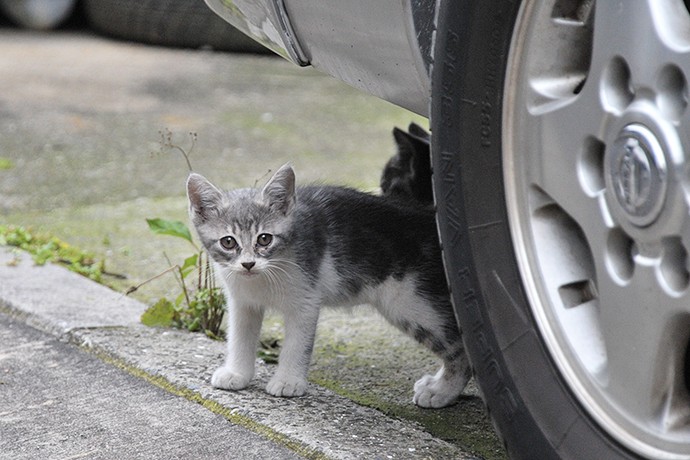 街のねこたち