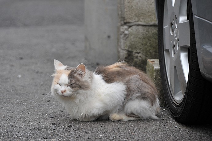 街のねこたち