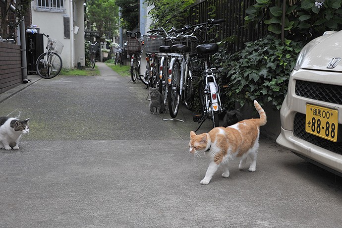 街のねこたち