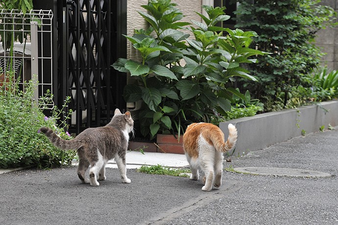 街のねこたち