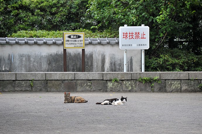 街のねこたち