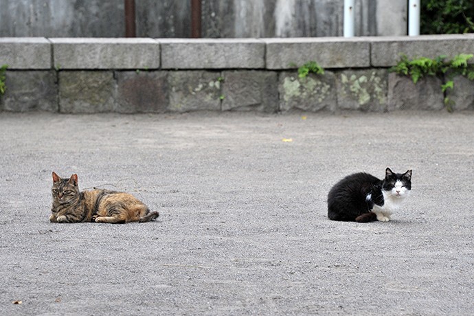 街のねこたち