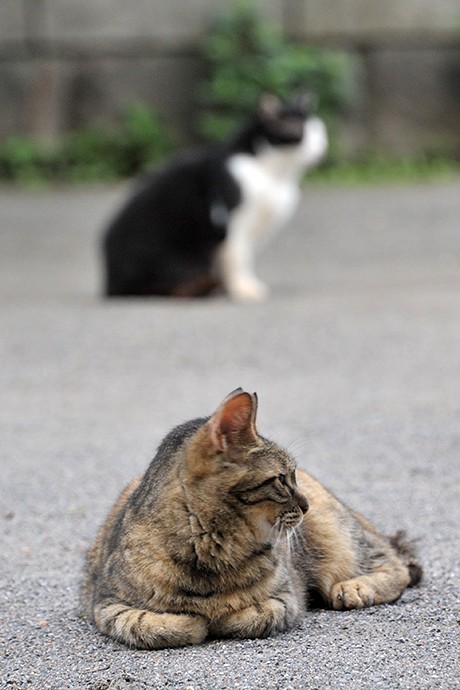 街のねこたち